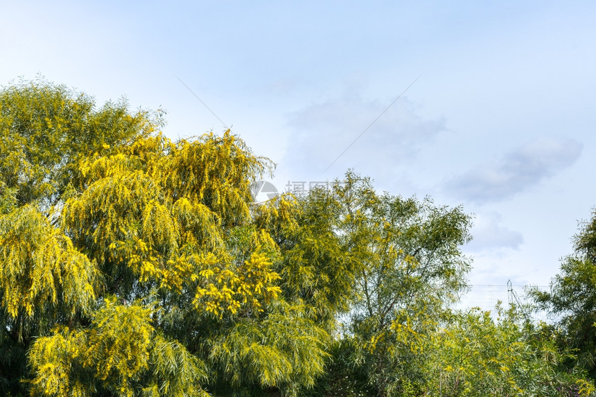 意大利西里春季的mimosa树Acaciawattle图片