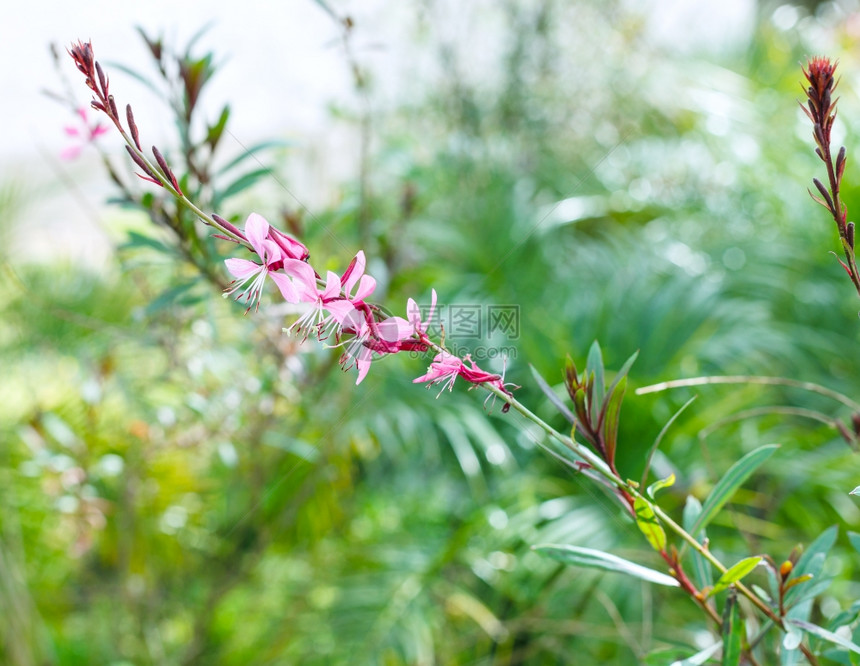 春天意大利西西里岛绿色草地上开着粉红色花的小枝图片