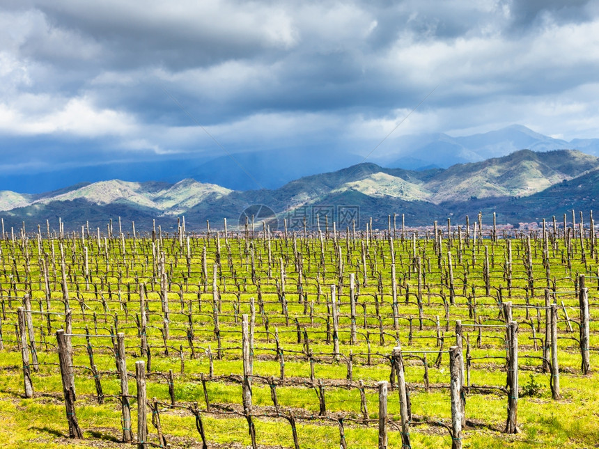 意大利西里州伊特纳酿酒区的空葡萄园图片