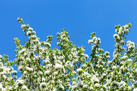 蓝春天空背景的开花苹果树枝图片