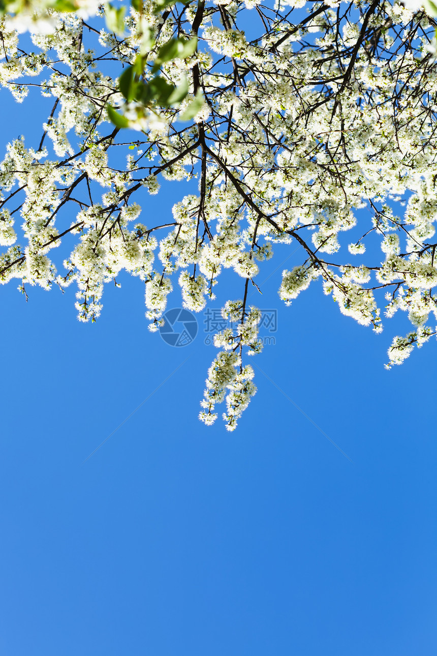 蓝春天空背景的樱花树枝图片