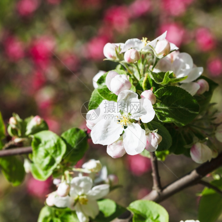 春天开花的苹果树白花盛开图片