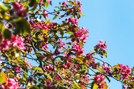 有蓝春天空背景的粉红色树枝开花的苹果树图片