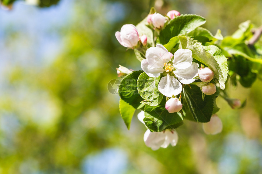 苹果树的枝春天有白花紧图片