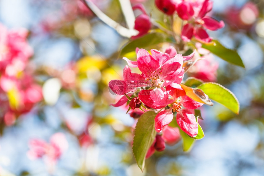 苹果树的枝春花粉红紧图片