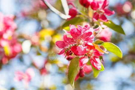 苹果树的枝春花粉红紧图片