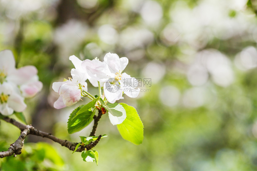 春末以绿林为背景紧闭在春末的鲜花苹果树上开图片