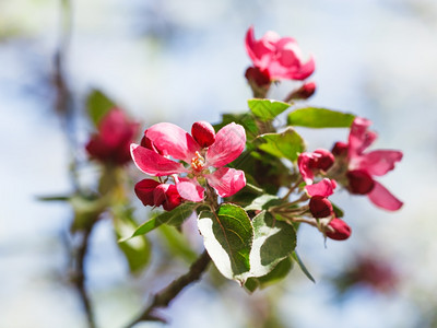 苹果树的枝春花粉红色紧图片