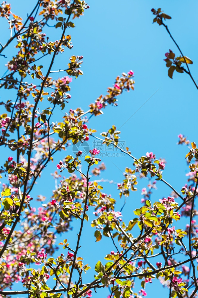 粉红色鲜花苹果树的枝蓝春天空背景图片