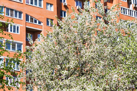 樱花树和背景的城市公寓图片