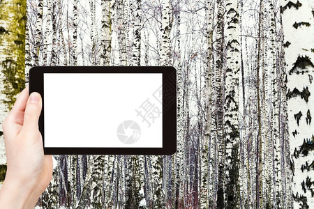 旅行概念旅游照片冬季在平板电脑上拍摄俄罗斯雪白树林用空广告标志的屏剪图片
