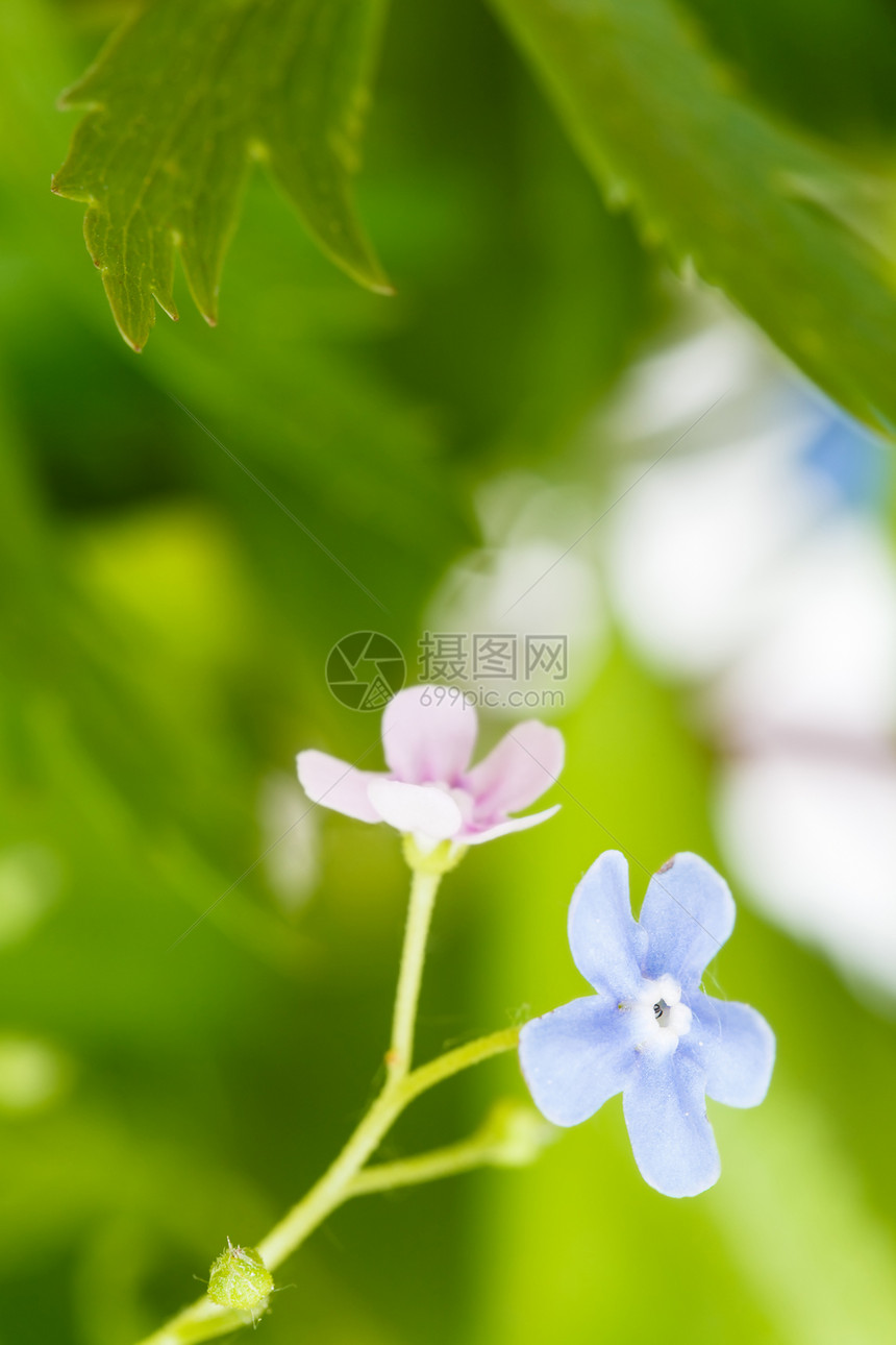 绿色草蓝和粉红的忘记我不要花紧图片