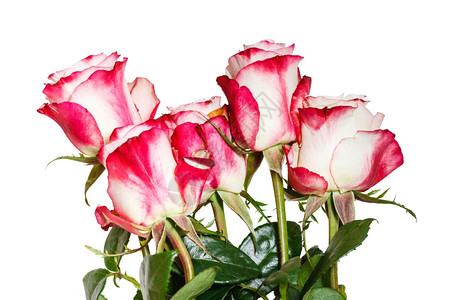 白色背景中分离的粉红玫瑰花束侧边视图图片