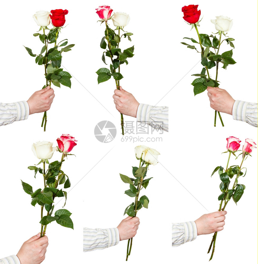 一组两朵玫瑰花束手握在白色背景上分离图片