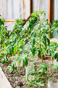 后院小温室的番茄芽图片