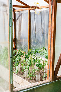 小温室后院有番茄灌木图片