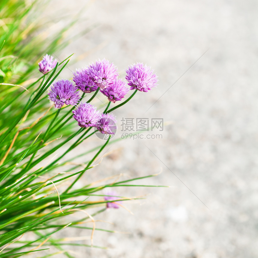 天然背景粉红子花朵紧贴在路边图片