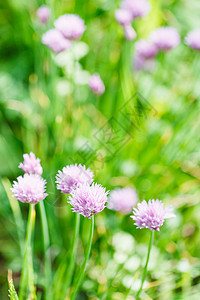 草原上盛开的粉红的花朵图片