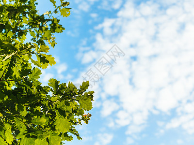 自然夏日背景绿色橡树叶蓝天空白云图片