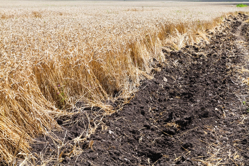 俄罗斯库班地区小麦成熟的耕地和田图片