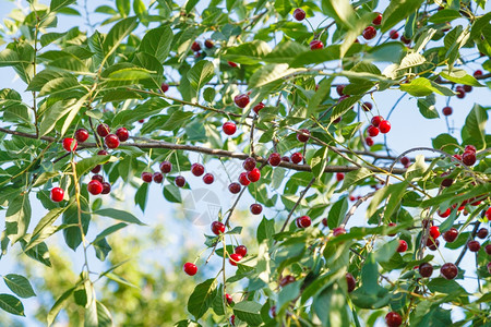 夏日红樱桃和蓝天空的树枝图片