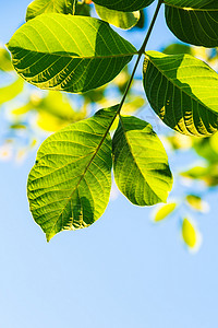 自然背景夏季胡桃树和蓝天的绿叶图片