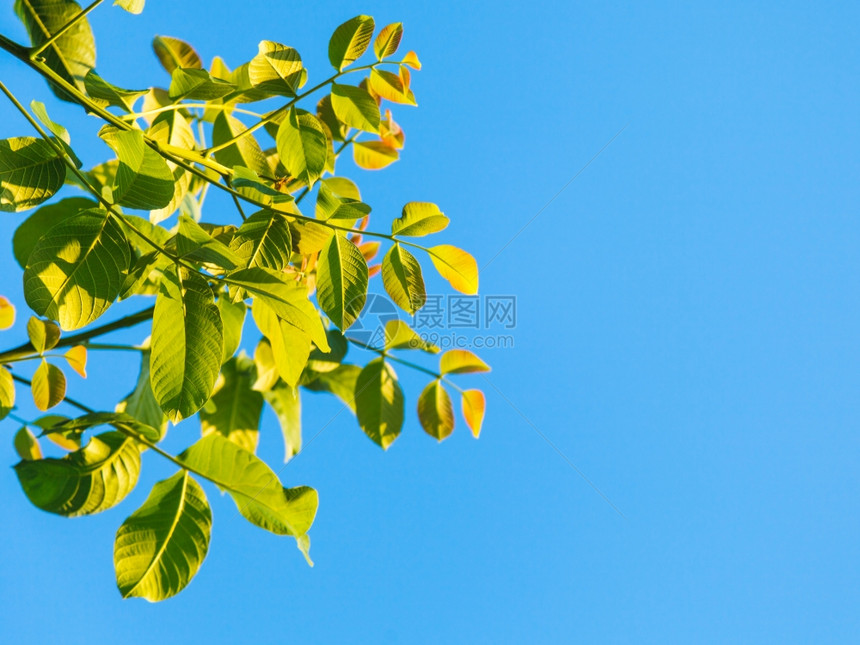 天然背景夏季胡桃树和蓝天空的绿叶图片