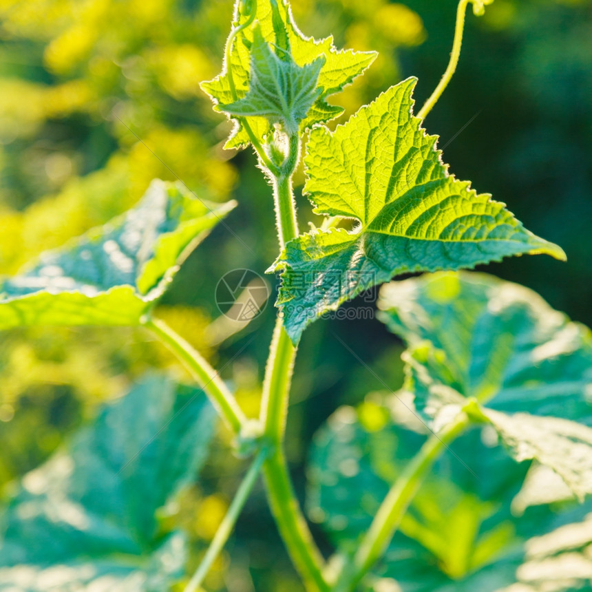 天然背景日落阳光照亮黄瓜植物叶图片