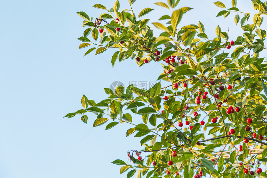 自然背景夏季蓝天和红樱桃成熟的树枝图片