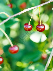两颗红樱桃成熟水果夏日关在树上图片