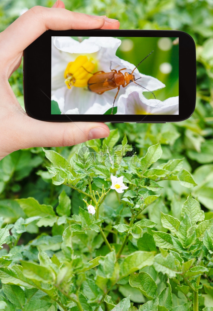旅行概念旅游者在智能手机绿地拍摄马铃薯花图片