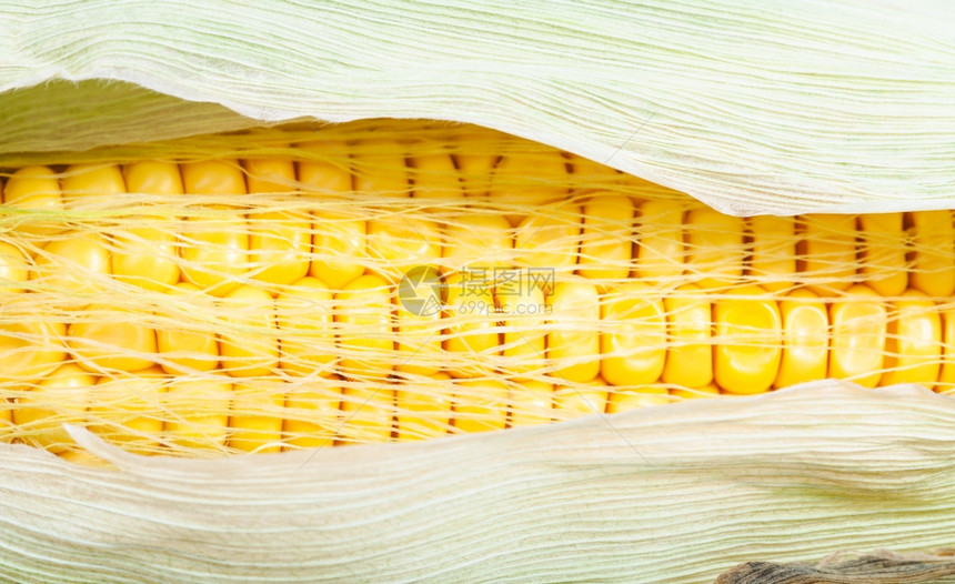 熟的玉米耳朵里黄色种子紧地关上图片