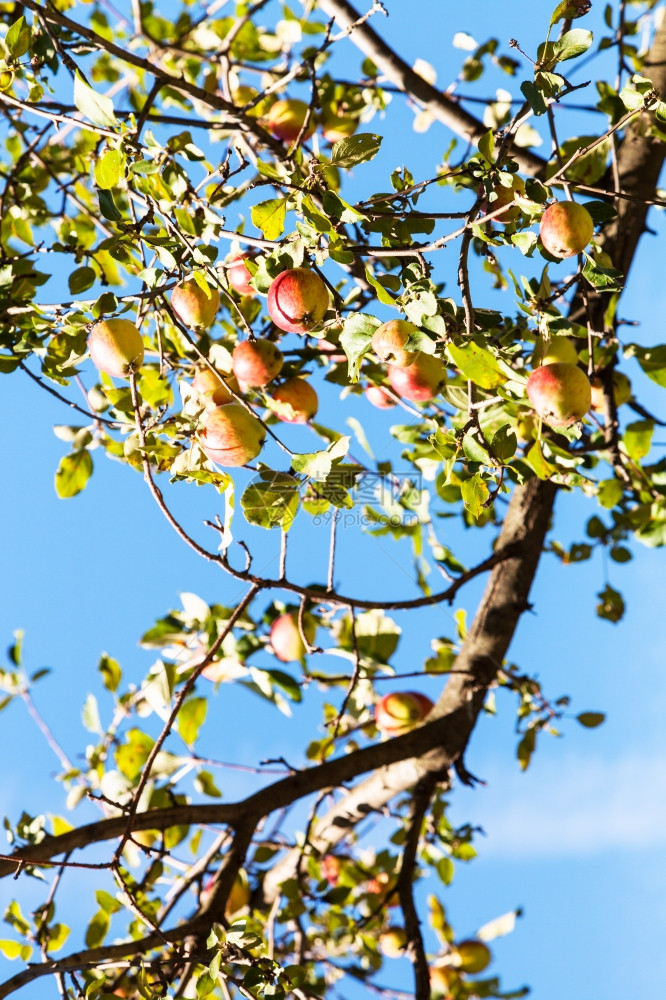 树枝上成熟的红苹果和黄夏天的树枝上封蓝天图片