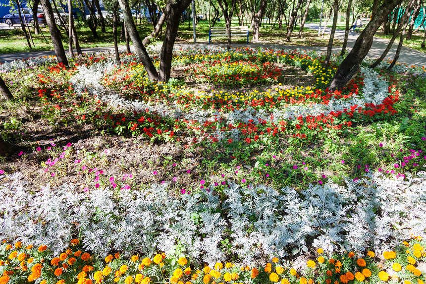 城市花园中的圆花坛有石竹花和雅各布cinerariamaritima植物图片