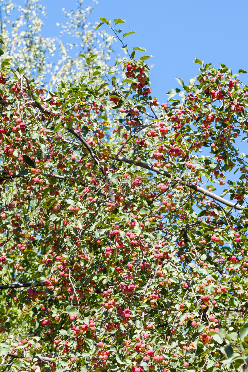 夏天林中树枝上鲜熟的红苹果夏天在森林里图片