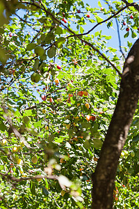 夏季水果园的李子和苹树图片