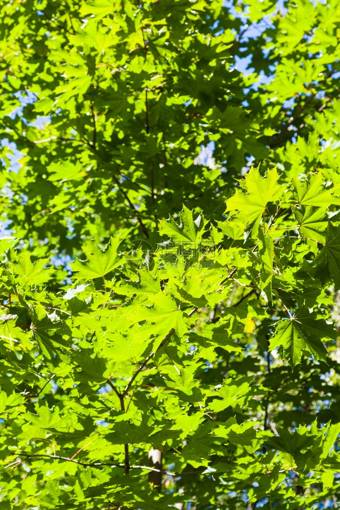 夏季在森林中照亮阳光的绿树叶图片