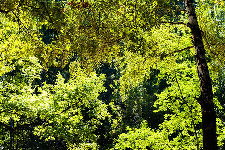 天然背景夏日阳光照亮的橡树和枝绿叶图片