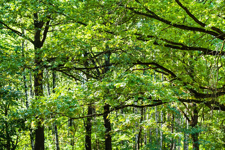 天然背景夏季日林中橡树绿枝图片