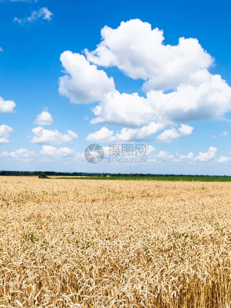 在阳光明媚的夏日青蓝天空和白云覆盖成熟小麦种植园的乡村风景图片