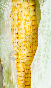 玉米天然耳朵中的黄色种子关闭图片