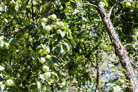 夏天在果园里种着绿色实的古苹树图片