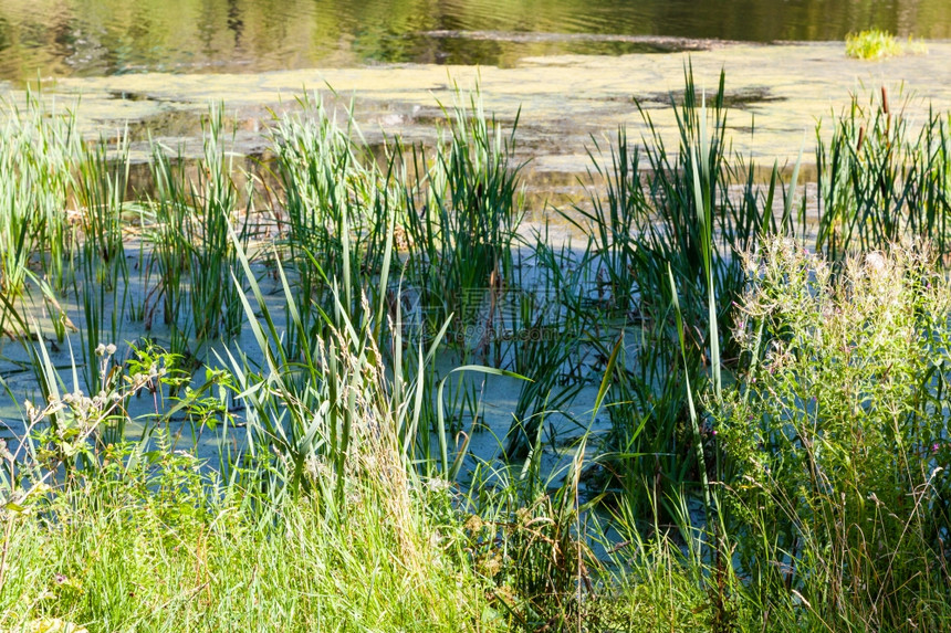 夏天在森林池塘里生长过量泥土和鸭草在夏日生长图片
