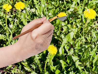 自然概念手与油漆刷画绿色草地上的黄花朵图片