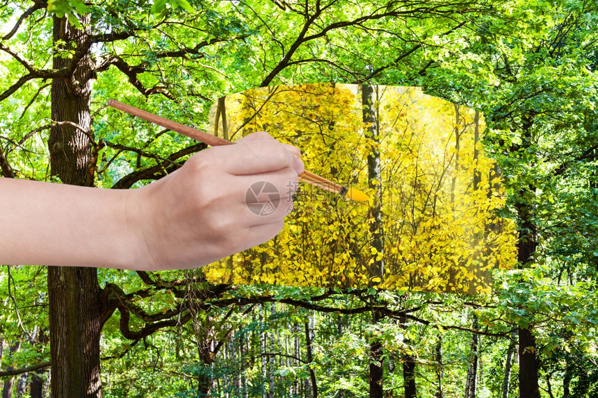 自然概念季节和天气变化手用油漆刷画绿色夏季森林中的黄秋叶图片