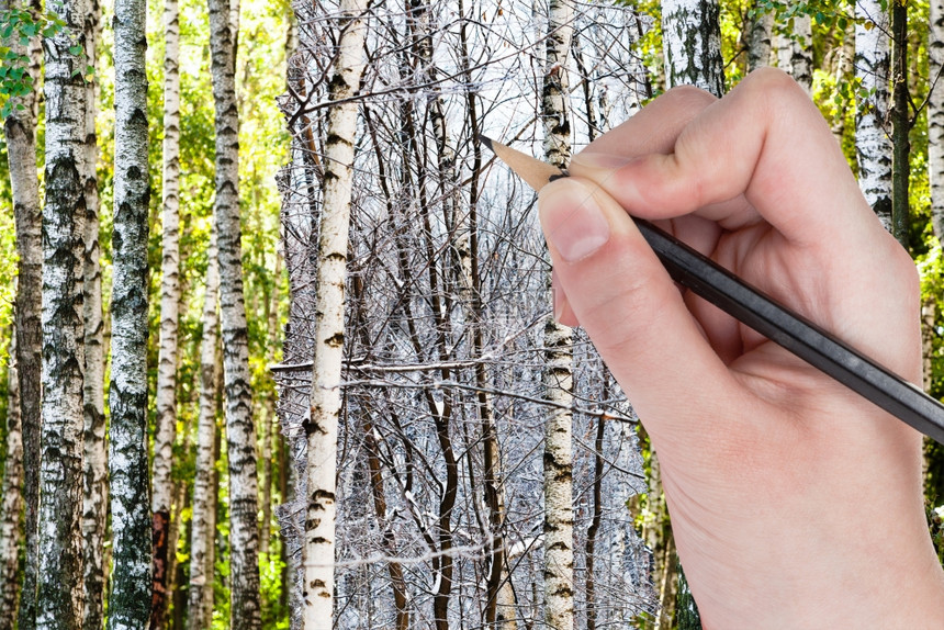 自然概念季节和天气变化用铅笔手在冬季森林而不是绿色的夏季森林中抽取裸露的树枝图片