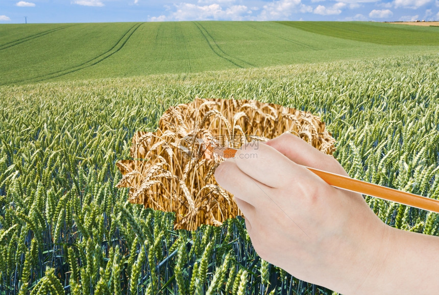 收获概念用铅笔亲手绘制绿田小麦的成熟耳朵图片