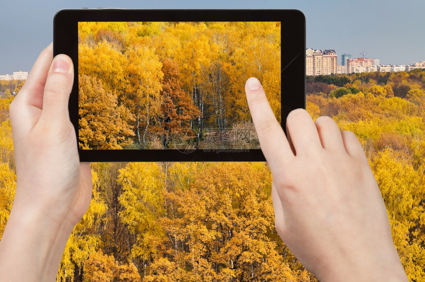 自然概念秋天黄树林在平板上的照片图片