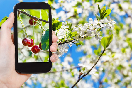 花园概念农民在树枝上拍摄成熟樱桃的照片和智能手机背景上的白花图片