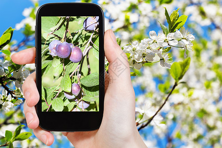 花园概念农民照片种植者树枝上有成熟的李子树上有白花背景是智能手机图片